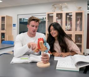 students studying a heart model